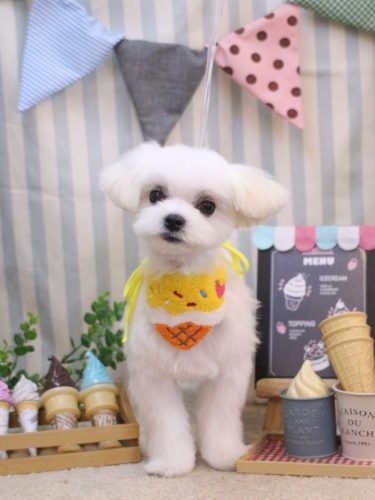 20250509リッツくん